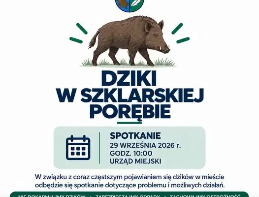 Dziki w Szklarskiej Porębie – miasto organizuje spotkanie w sprawie bezpieczeństwa