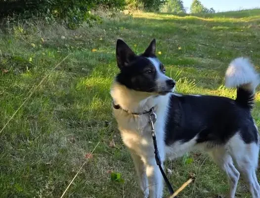 Fifek – 6-letni pies szuka nowego, kochającego domu