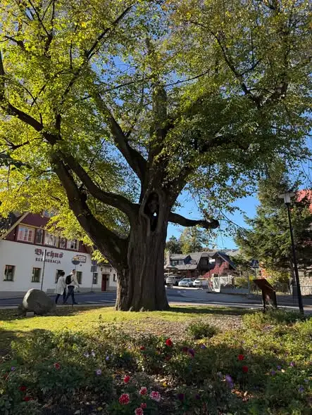 Słoneczny dzień w Karpaczu i historia lipy sądowej